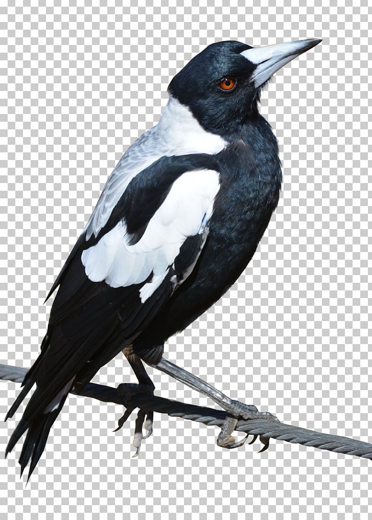 Bird Crows Eurasian Magpie PNG, Clipart, Animal, Animals, Art, Australian Magpie, Beak Free PNG Download