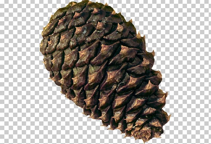 Conifer Cone Pine Conifers PNG, Clipart, Conifer Cone, Conifers, Desktop Wallpaper, Digital Image, Image File Formats Free PNG Download