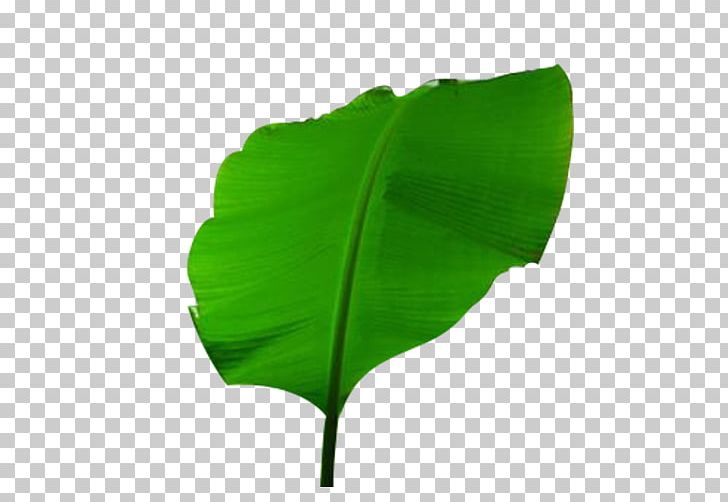 Musa Basjoo Banana Leaf PNG, Clipart, Bamboo, Banana, Banana Leaves, Christmas Tree, Coconut Free PNG Download