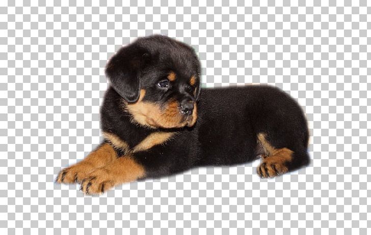 Rottweiler Puppy Companion Dog Dog Breed PNG, Clipart, Animals, Breed, Breed Group Dog, Carnivoran, Companion Dog Free PNG Download