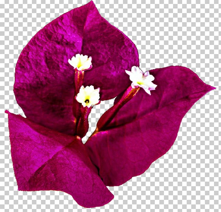 Bougainvillea Bougainville Island Drawing PNG, Clipart, Bougainvillea, Bougainville Island, Color, Drawing, Flower Free PNG Download