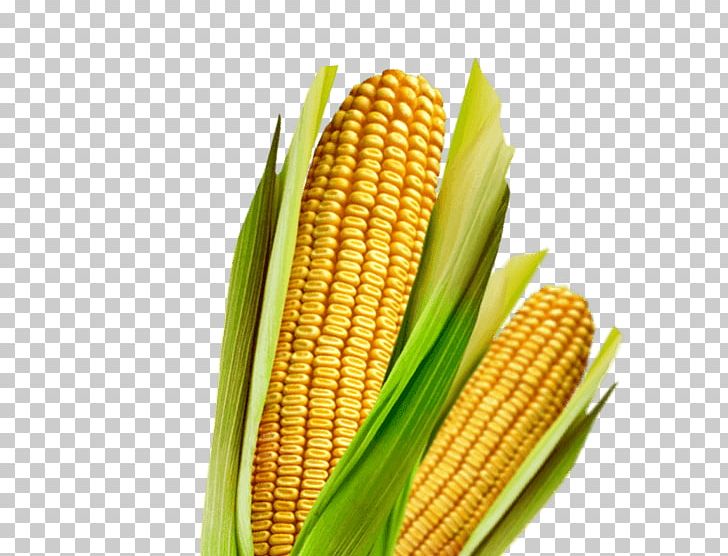 Maize Chicha Corn On The Cob Nicaraguan Cuisine Vegetarian Cuisine PNG, Clipart, Chicha, Commodity, Cooking, Corn, Corn Kernel Free PNG Download