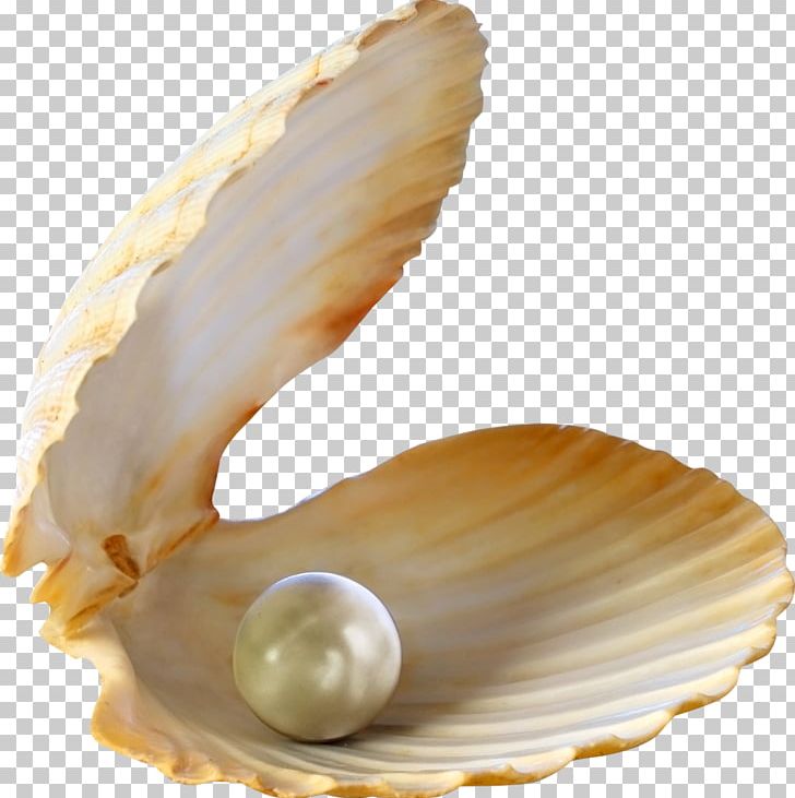 Oyster Pearl Seashell Stock Photography PNG, Clipart, Animals, Baltic Clam, Clam, Clams Oysters Mussels And Scallops, Clothing Accessories Free PNG Download