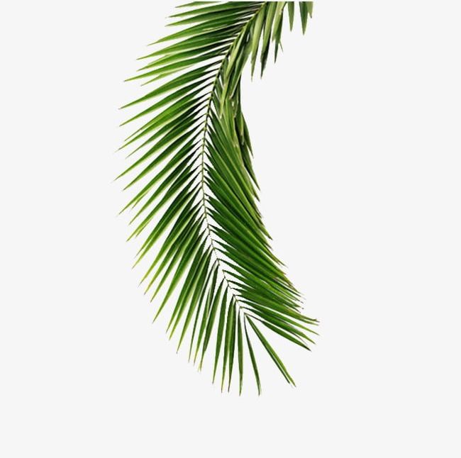 Palm PNG, Clipart, Green, Leaves, Palm, Palm Clipart, Plant Free PNG Download