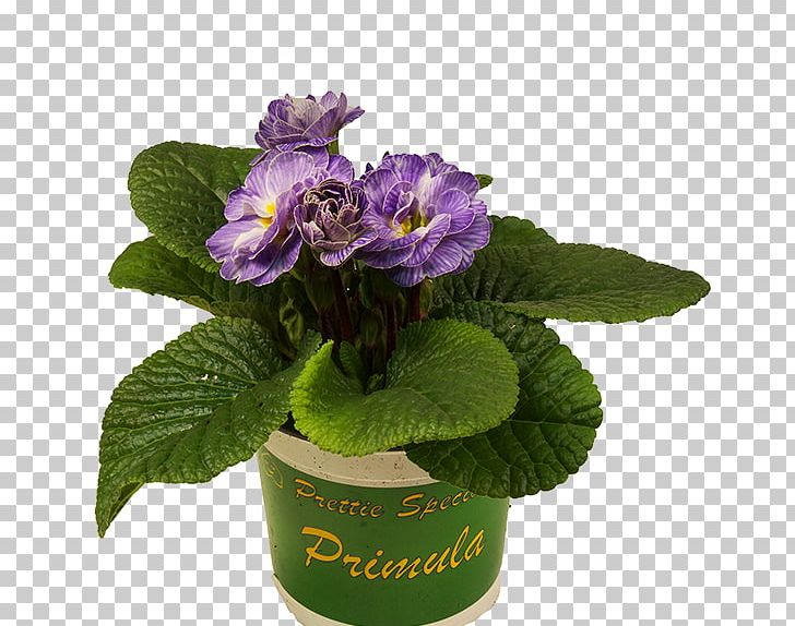 Primrose Flowerpot Violet Geraniums Nursery PNG, Clipart, Bellflowers, Chrysanthemum, Directeur, Flower, Flowering Plant Free PNG Download