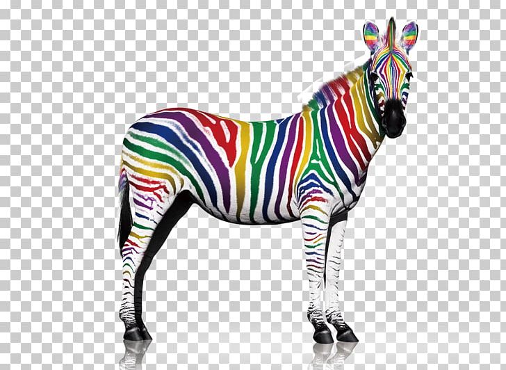 Quagga Zebra Printing PNG, Clipart, Animals, Business, Colorful Background, Coloring, Color Pencil Free PNG Download