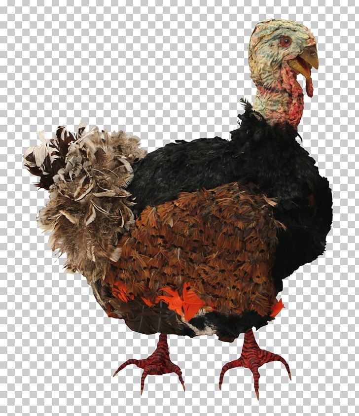Turkey Meat PNG, Clipart, Animation, Beak, Bird, Chicken, Domesticated Turkey Free PNG Download
