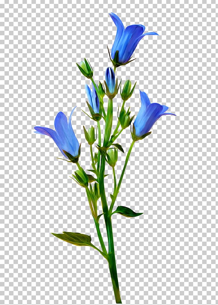 Yandex Search Cut Flowers Вася-Василёк (feat. NeoMaster) PNG, Clipart, Authorization, Bellflower Family, Cut Flowers, Flora, Flower Free PNG Download