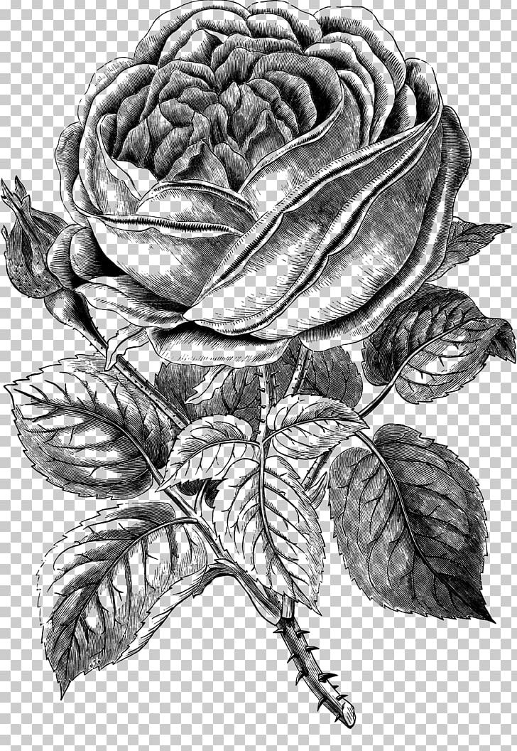 Black Rose Drawing PNG, Clipart, Artwork, Black And White, Cut Flowers, Desktop Wallpaper, Download Free PNG Download