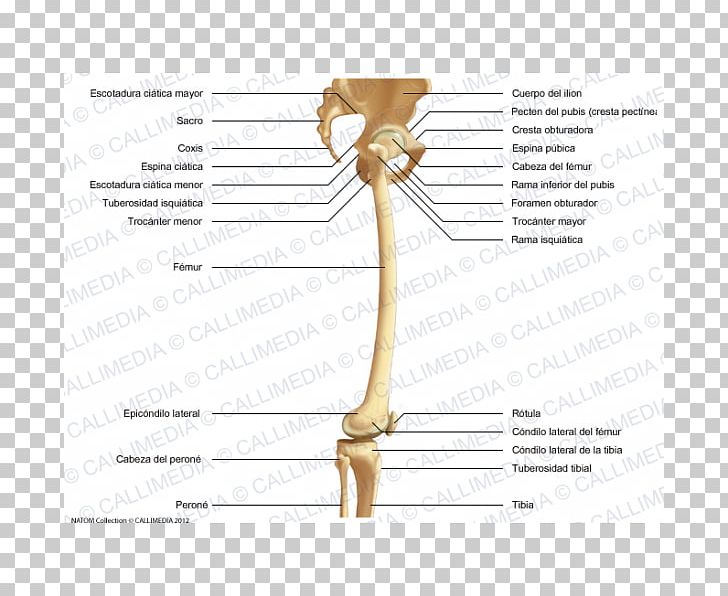 Bone Hip Knee Femur Fibula PNG, Clipart, Anatomy, Arm, Bone, Condyle, Crus Free PNG Download