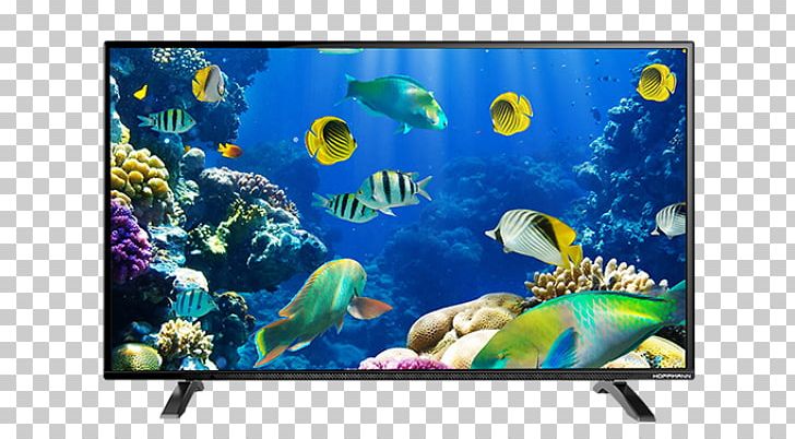 Desktop Ocean Marine Life Underwater Sea PNG, Clipart, Animal, Aquarium, Aquarium Decor, Aquarium Lighting, Aquatic Animal Free PNG Download