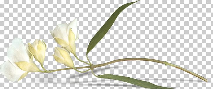 Easter Lily Bud Flower Leaf PNG, Clipart, Bud, Buds, Cut Flowers, Easter Lily, Euclidean Vector Free PNG Download