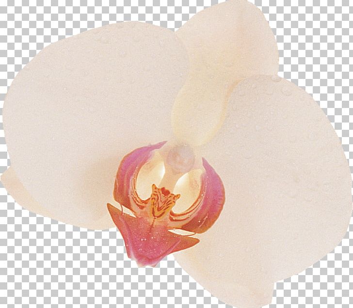 Moth Orchids PNG, Clipart, Flower, Flowering Plant, Miscellaneous, Moth Orchid, Moth Orchids Free PNG Download