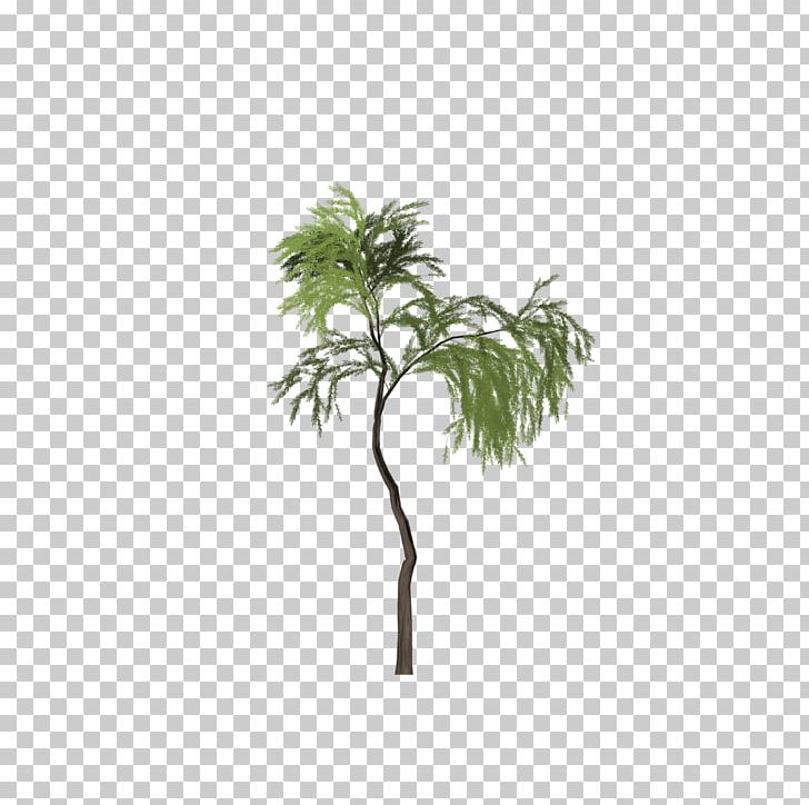 Asian Palmyra Palm Tree Salix Pierotii PNG, Clipart, Arecales, Asian Palmyra Palm, Borassus Flabellifer, Branch, Flowering Plant Free PNG Download
