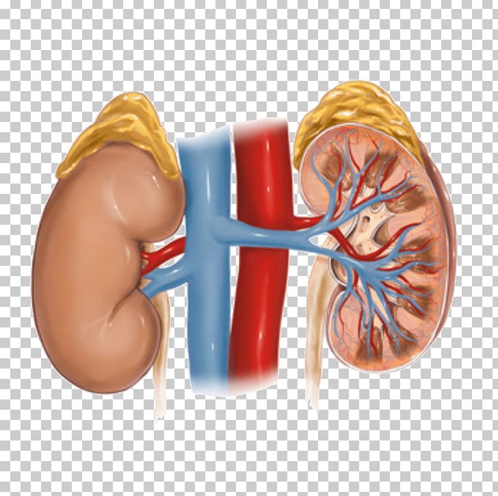 Hypertensive Kidney Disease Adrenal Gland PNG, Clipart,  Free PNG Download