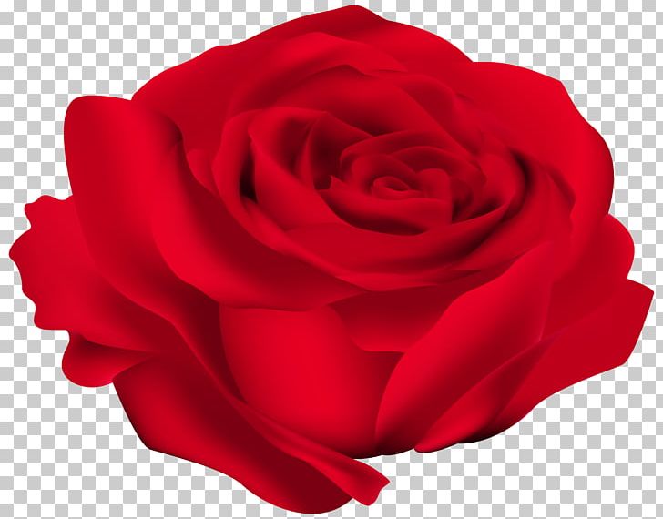 Rose Flower Red PNG, Clipart, Blue Rose, Clip Art, Clipart, Cut Flowers, Desktop Wallpaper Free PNG Download