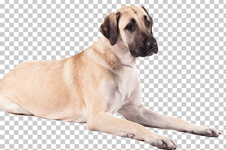 Anatolian Shepherd German Shepherd American Staffordshire Terrier Great Pyrenees Puppy PNG, Clipart, American Staffordshire Terrier, Anatolian Shepherd, Animals, Bark, Black Mouth Cur Free PNG Download