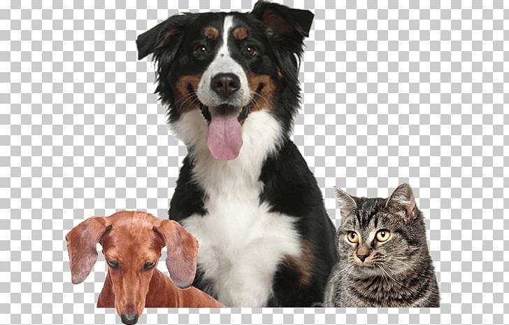 Bernese Mountain Dog Australian Shepherd English Shepherd Dog Breed Border Collie PNG, Clipart, Animal, Australian Shepherd, Bernese Mountain Dog, Cat, Companion Dog Free PNG Download