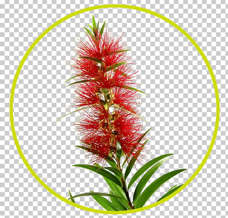 Gum Trees Food Flower Egg Plant Stem PNG, Clipart, Amaranth, Amaranthaceae, Amaranth Family, Animal Source Foods, Aquarium Decor Free PNG Download