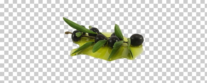 Olive Leaf Olive Oil Extract PNG, Clipart, Compound, Essential Oil, Extract, Food Drinks, Fruit Free PNG Download