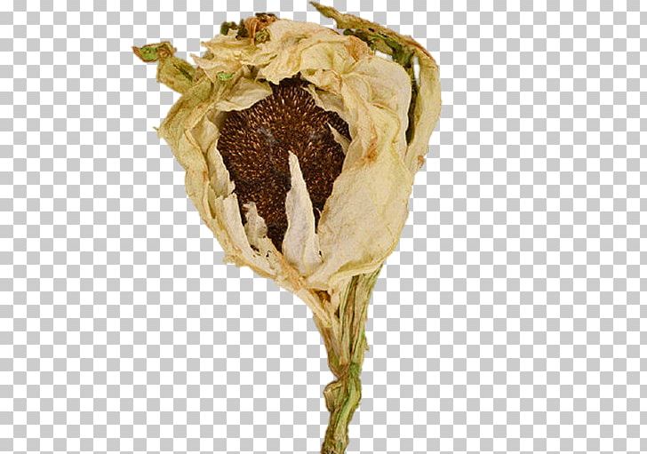 Tianshan District Saussurea Involucrata Nelumbo Nucifera Lotus Seed PNG, Clipart, Bird Nest, Caterpillar Fungus, Chinese Herbology, Clips, Decorative Free PNG Download