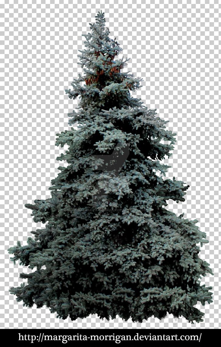 Blue Spruce White Spruce Pinus Montezumae Tree PNG, Clipart, Aspen, Biome, Blue Spruce, Branch, Christmas Decoration Free PNG Download