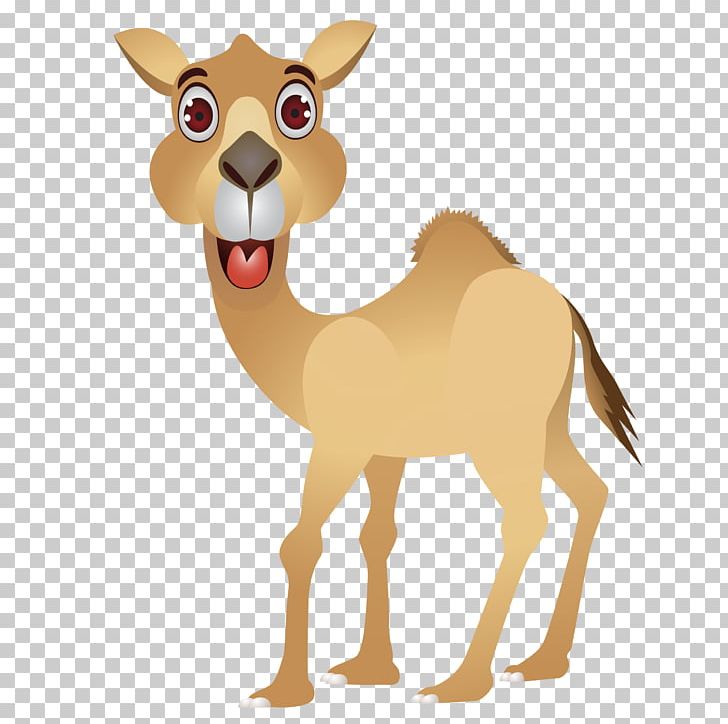 Camel Face Graphics Illustration PNG, Clipart, Animal Figure, Animals, Arabian Camel, Camel, Camel Face Free PNG Download