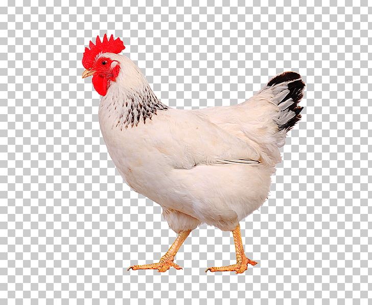 Chicken As Food Broiler Poultry Hen PNG, Clipart,  Free PNG Download