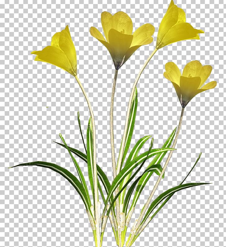 Cut Flowers Tulip PNG, Clipart, Cut Flowers, Floristry, Flower, Flower Bouquet, Flower Child Free PNG Download