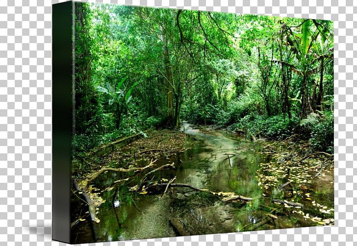 Rainforest Riparian Zone Vegetation Valdivian Temperate Rain Forest Riparian Forest PNG, Clipart, Bayou, Biome, Creek, Ecosystem, Flora Free PNG Download