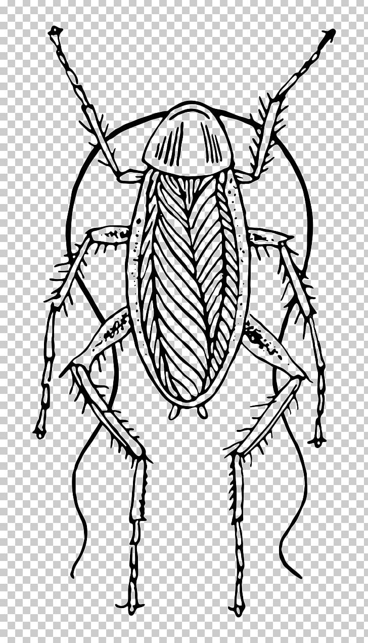 Cockroach Drawing Animal PNG, Clipart, Animal, Animals, Art, Artwork, Black And White Free PNG Download
