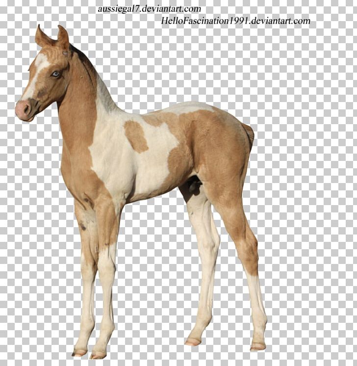Colt Foal American Paint Horse Stallion Mare PNG, Clipart, American Paint Horse, Art, Bay, Blue Eye, Colt Free PNG Download