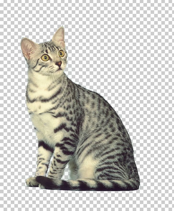 Dragon Li American Shorthair American Bobtail California Spangled Toyger PNG, Clipart, American Shorthair, American Wirehair, Animale, Asian, Carnivoran Free PNG Download