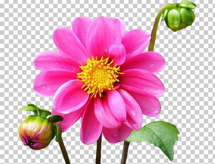 Dahlia Flower PNG, Clipart, Annual Plant, Botany, Daisy Family, Desktop Wallpaper, Digital Image Free PNG Download