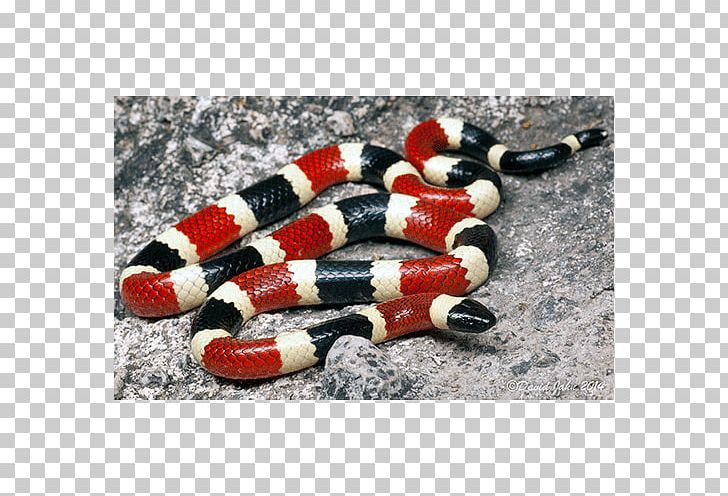 Kingsnakes Sonoran Desert Coral Snake Elapidae PNG, Clipart, Animals, Coluber, Colubridae, Coral Snake, Elapidae Free PNG Download