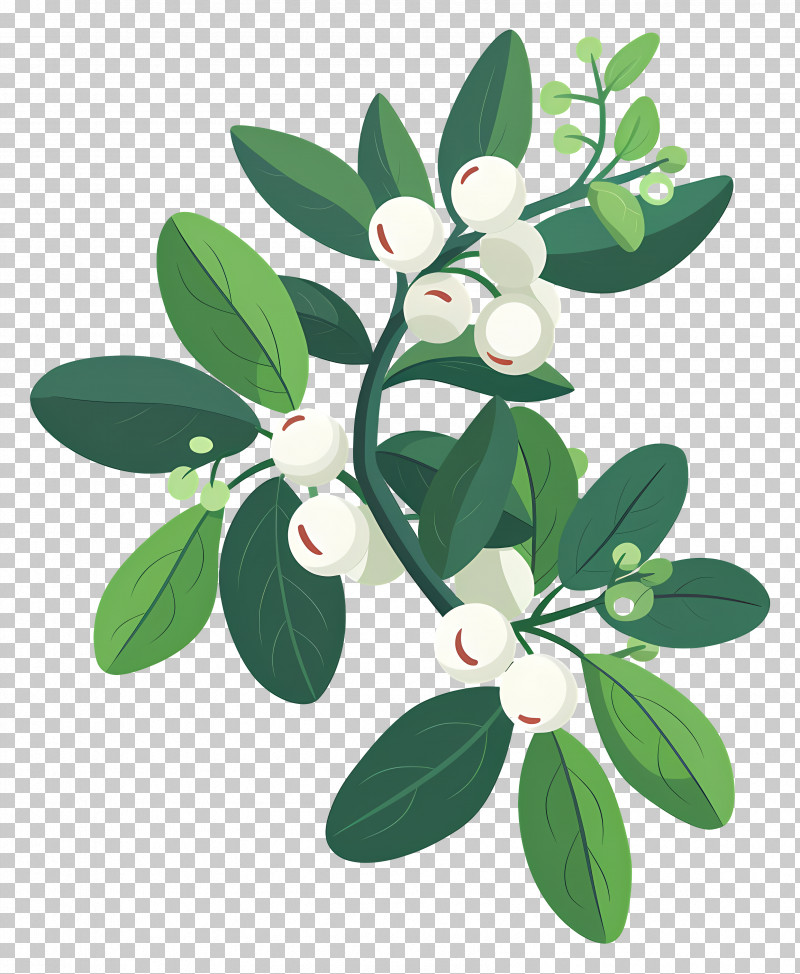 Mistletoe - Green Plant With Berries Illustration PNG