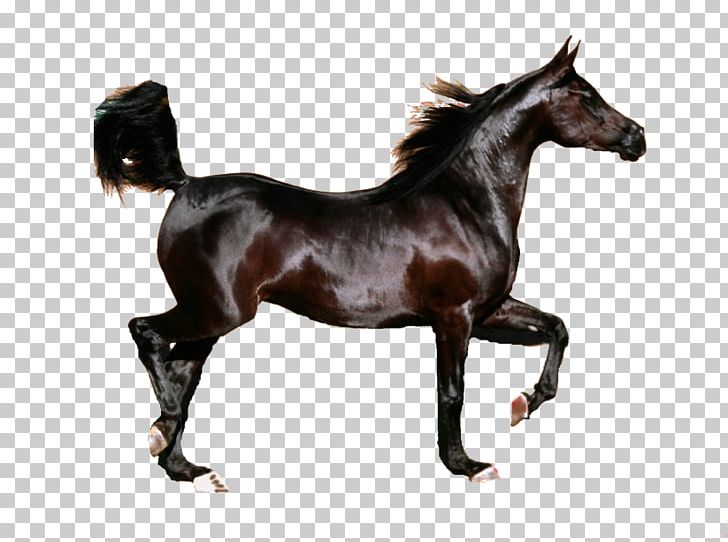 Arabian Horse Friesian Horse Mustang Stallion Foal PNG, Clipart, Andalusian Horse, Animal, Arab, Arabian Horse, Black Free PNG Download
