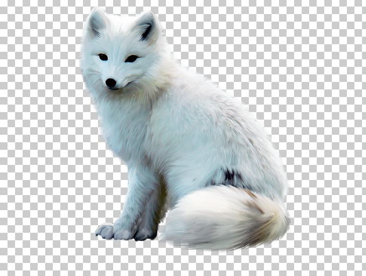 Arctic Fox Arctic Wolf Alaskan Tundra Wolf Dog PNG, Clipart, Animals, Arctic, Arctic Fox, Arctic Wolf, Canidae Free PNG Download