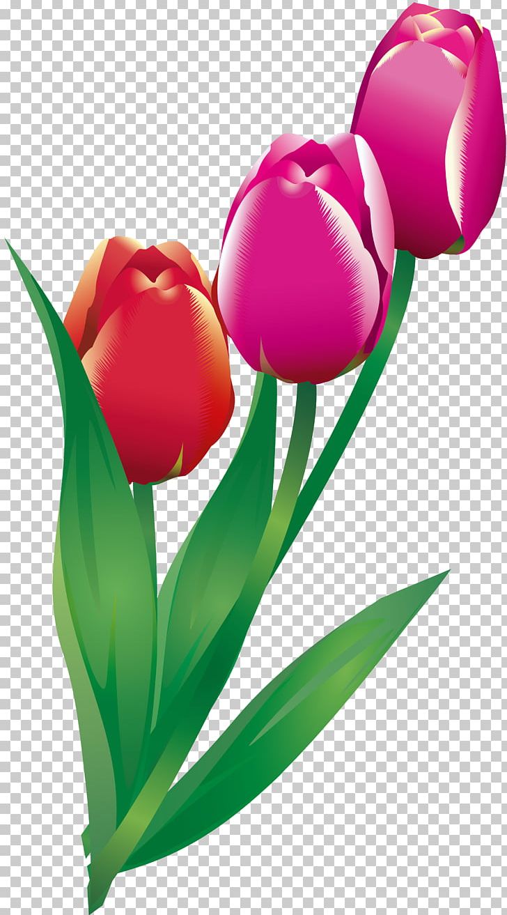 Cut Flowers Tulip Flowering Plant PNG, Clipart, Cut Flowers, Family, Flower, Flower Bouquet, Flowering Plant Free PNG Download