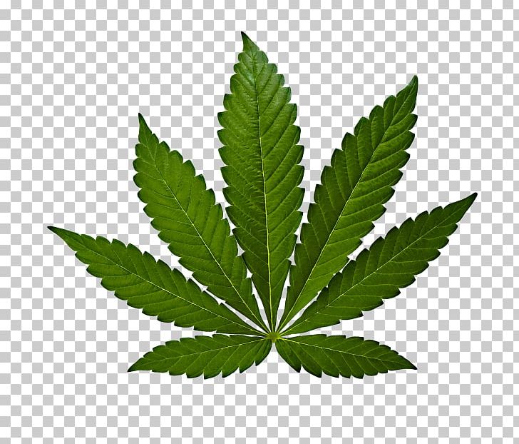 Marijuana Cannabis Sativa Cannabis Ruderalis Medical Cannabis PNG, Clipart, Cannabis, Cannabis Ruderalis, Cannabis Sativa, Cannabis Smoking, Drug Free PNG Download