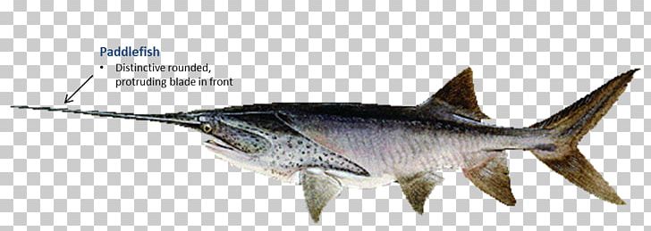 Swordfish Oklahoma American Paddlefish PNG, Clipart, American, Animal, Animal Figure, Animals, Billfish Free PNG Download