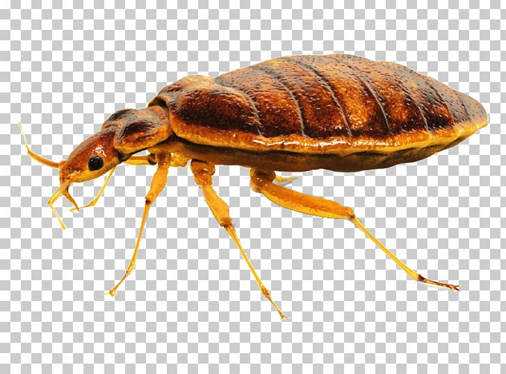 Cockroach Punaise Des Lits Bedbug Pest Control PNG, Clipart, Animals, Arthropod, Bed, Bedbug, Bed Bug Bite Free PNG Download