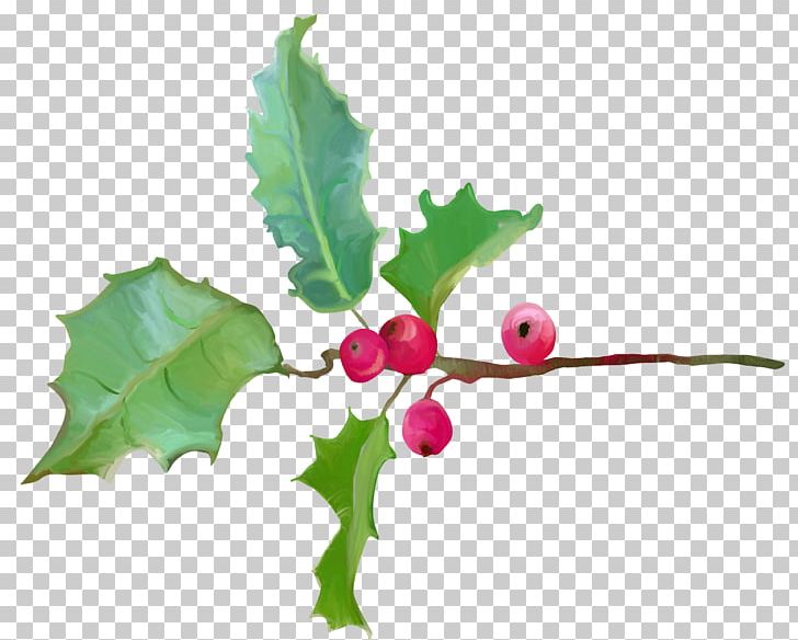 Common Holly Ilex Crenata Flowering Plant Magnolia PNG, Clipart, Aquifoliaceae, Aquifoliales, Branch, Christmas, Common Holly Free PNG Download