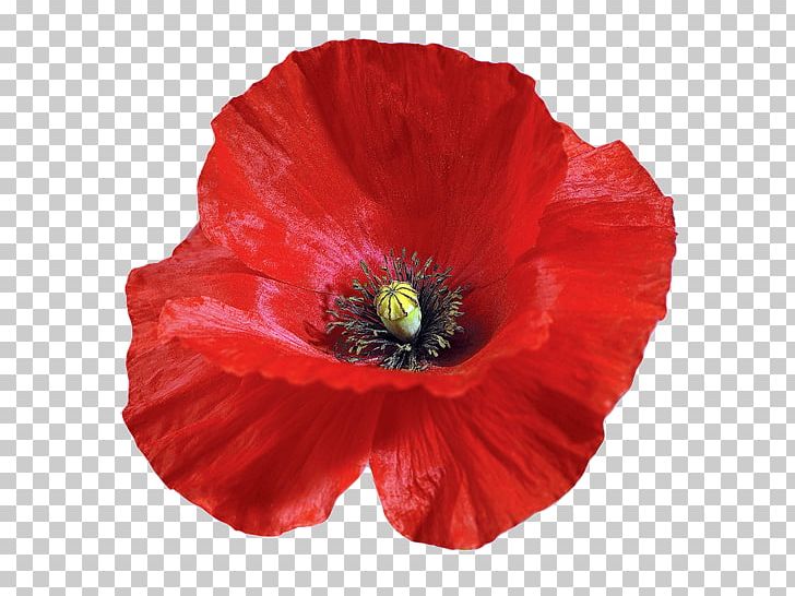 Common Poppy Flower PNG, Clipart, Annual Plant, Common Poppy, Coquelicot, Cut Flowers, Download Free PNG Download