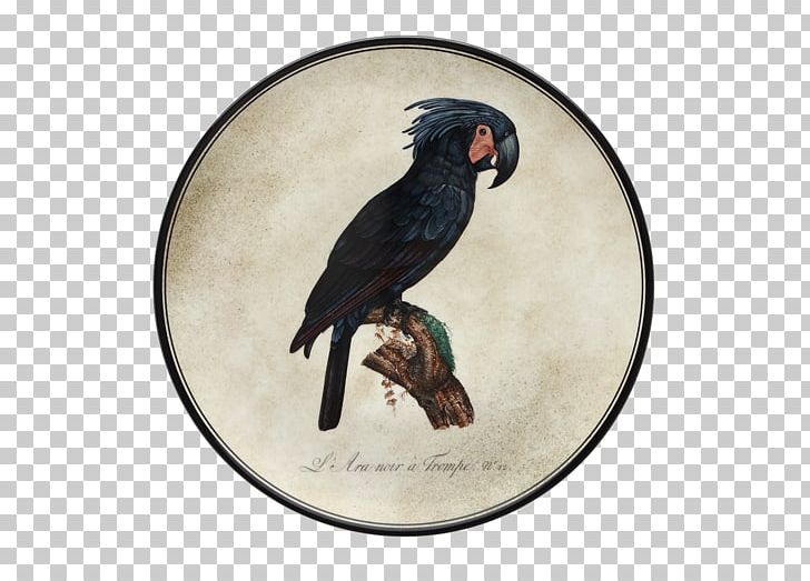 Doccia Porcelain Parrot Macaw Bird PNG, Clipart, Animals, Ara, Beak, Bird, Carlo Ginori Free PNG Download