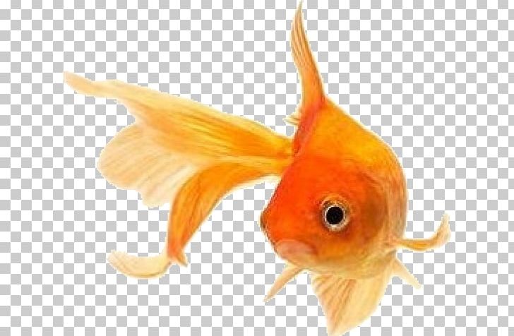 Goldfish Koi Stock Photography Siamese Fighting Fish PNG, Clipart, Aquarium, Bony Fish, Common Carp, Feeder Fish, Fin Free PNG Download