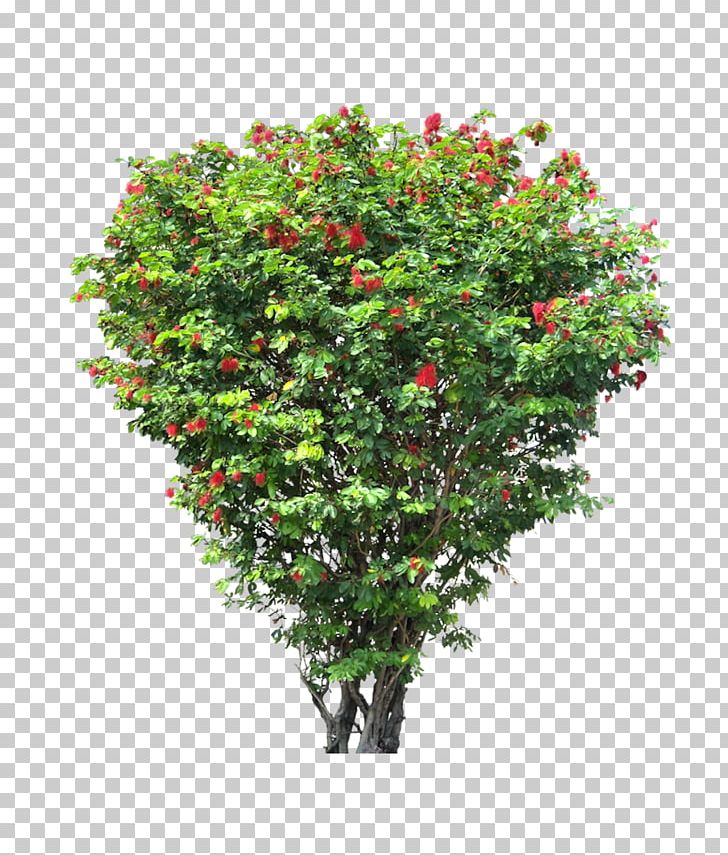 Tree Shrub PNG, Clipart, Architectural Rendering, Autumn Tree, Blooms, Branch, Calliandra Free PNG Download