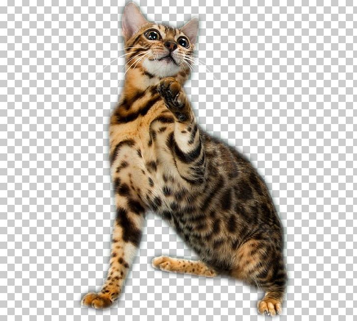 Bengal Cat California Spangled Dragon Li Toyger American Wirehair PNG, Clipart, Animals, Asian, Bengal, Bengal, Carnivoran Free PNG Download