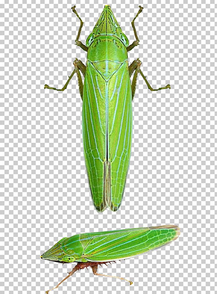 Grasshopper Insect Locust Caelifera Draeculacephala Angulifera PNG, Clipart, Amphibians, Arthropod, Background Green, Bio, Cricket Free PNG Download