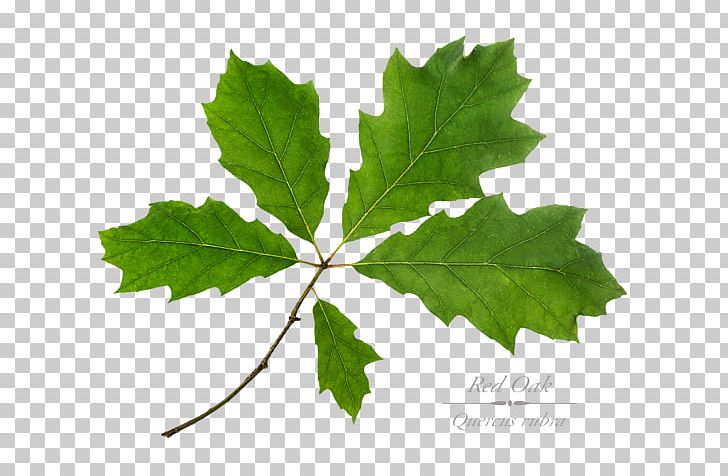 Maple Leaf Grape Leaves Twig Plane Trees PNG, Clipart, Branch, Grape Leaves, Grapevines, Leaf, Maple Free PNG Download
